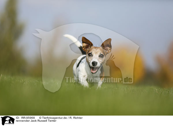 rennender Jack Russell Terrier / running Jack Russell Terrier / RR-95968