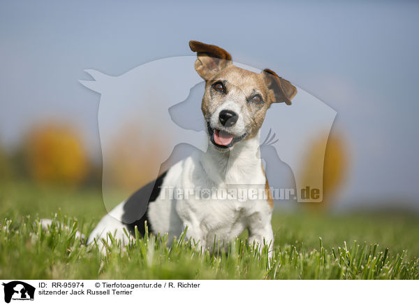 sitzender Jack Russell Terrier / sitting Jack Russell Terrier / RR-95974