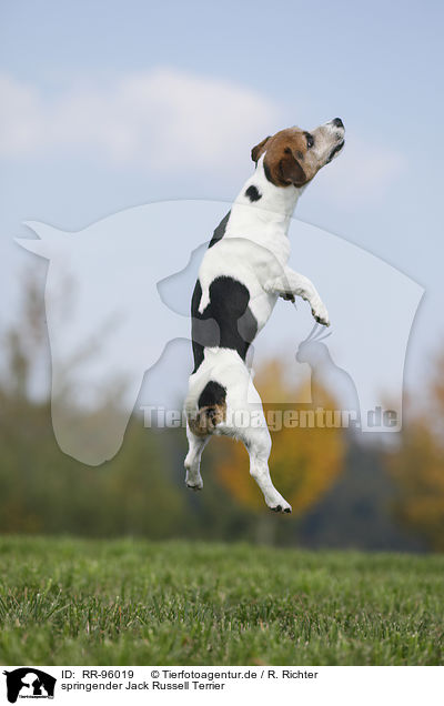 springender Jack Russell Terrier / jumping Jack Russell Terrier / RR-96019