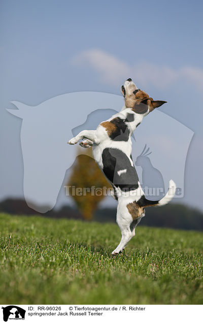 springender Jack Russell Terrier / jumping Jack Russell Terrier / RR-96026