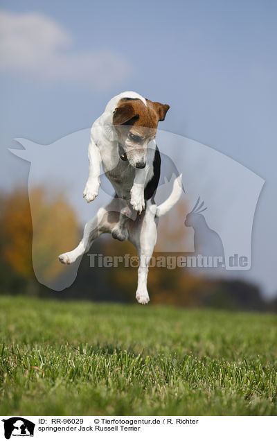 springender Jack Russell Terrier / jumping Jack Russell Terrier / RR-96029