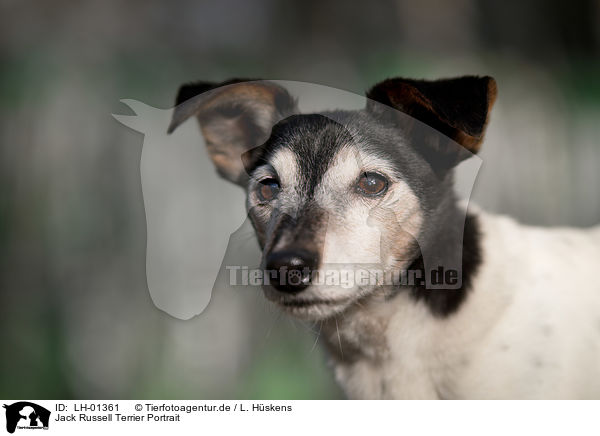 Jack Russell Terrier Portrait / Jack Russell Terrier portait / LH-01361