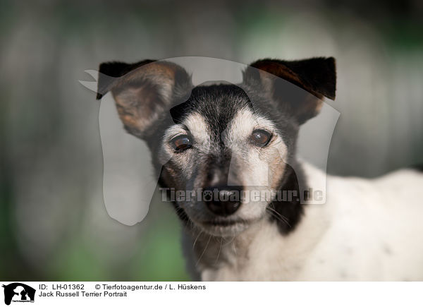 Jack Russell Terrier Portrait / Jack Russell Terrier portait / LH-01362
