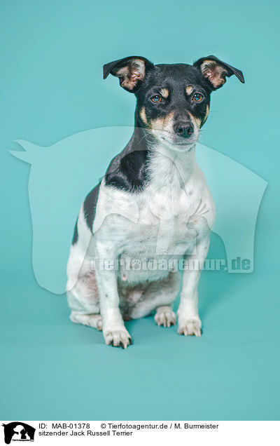 sitzender Jack Russell Terrier / sitting Jack Russell Terrier / MAB-01378