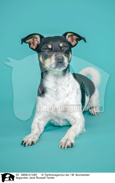 liegender Jack Russell Terrier / lying Jack Russell Terrier / MAB-01380