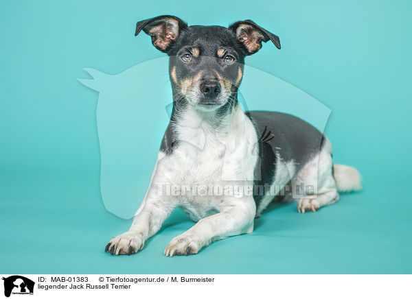 liegender Jack Russell Terrier / lying Jack Russell Terrier / MAB-01383