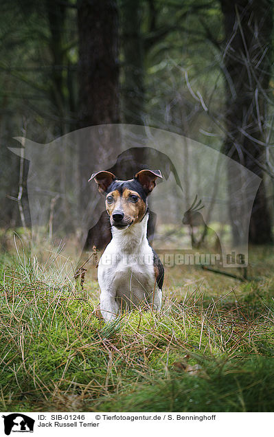 Jack Russell Terrier / Jack Russell Terrier / SIB-01246
