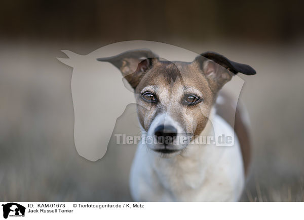 Jack Russell Terrier / Jack Russell Terrier / KAM-01673
