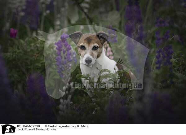 Jack Russell Terrier H�ndin / female Jack Russell Terrier / KAM-02330