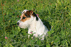 sitzender Jack Russell Terrier