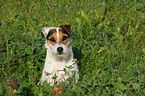 sitzender Jack Russell Terrier