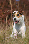 sitzender Jack Russell Terrier
