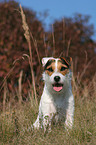 sitzender Jack Russell Terrier