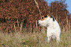 sitzender Jack Russell Terrier