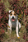 sitzender Jack Russell Terrier