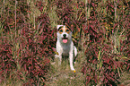 sitzender Jack Russell Terrier