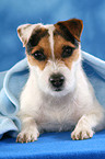 liegender Jack Russell Terrier