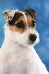 Jack Russell Terrier Portrait