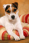 liegender Jack Russell Terrier