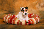 liegender Jack Russell Terrier