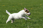 rennender Jack Russell Terrier