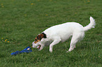 spielender Jack Russell Terrier