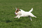 rennender Jack Russell Terrier