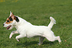 rennender Jack Russell Terrier