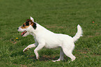 rennender Jack Russell Terrier