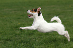 rennender Jack Russell Terrier