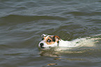 schwimmender Jack Russell Terrier