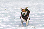 rennender Jack Russell Terrier