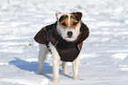 stehender Jack Russell Terrier