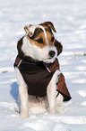sitzender Jack Russell Terrier