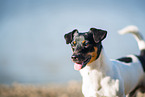 Jack Russell Terrier Portrait