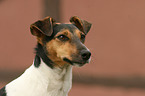Jack Russell Terrier Portrait