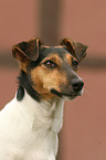 Jack Russell Terrier Portrait