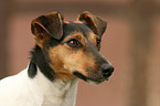 Jack Russell Terrier Portrait