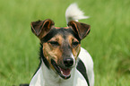 Jack Russell Terrier Portrait