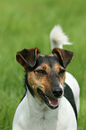 Jack Russell Terrier Portrait