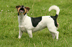 Jack Russell Terrier