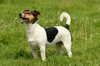 Jack Russell Terrier