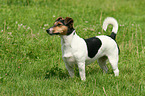 Jack Russell Terrier