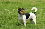 Jack Russell Terrier