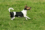 rennender Jack Russell Terrier