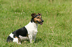 sitzender Jack Russell Terrier