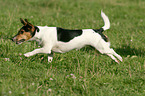 rennender Jack Russell Terrier