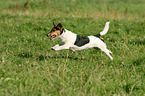 rennender Jack Russell Terrier