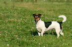 Jack Russell Terrier