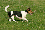 rennender Jack Russell Terrier
